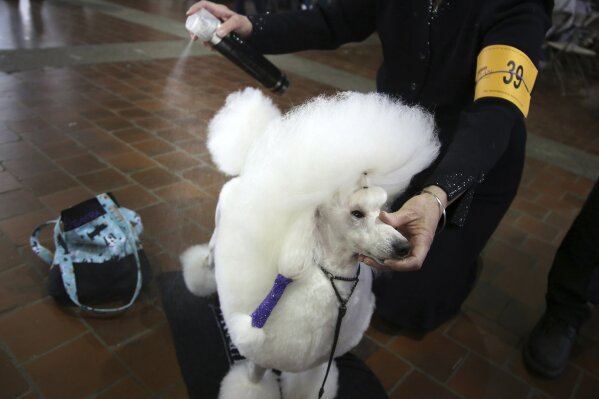 Westminster dog show schipperke ineligible shop